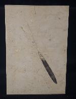Hibolithes sp. (MONTFORT 1808) - Bild &copy; FossNet FossilienStore